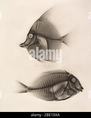 Historische Röntgenaufnahme des maurischen Idols (Zanclus cornutus) und des Blauen Surgeonfish (Acanthurus nigros), 1896. Aufgenommen von Josef Maria Eder (Österreicher, 1855-1944) und Eduard Valenta (Österreicher, 1857-1937). Tiefdruck. Eder war Direktor eines Instituts für grafische Prozesse und Autor einer frühen Geschichte der Fotografie. Mit dem Fotochemiker Valenta produzierte er im Januar 1896, weniger als einen Monat nachdem Wilhelm Conrad Rontgen seine Entdeckung der Röntgenstrahlung veröffentlicht hatte, ein Portfolio. Eder und Valenta's Volumen, aus dem diese Platte stammt, demonstrierten die magische Fähigkeit des Röntgenstrahls, die verborgenen en zu offenbaren Stockfoto