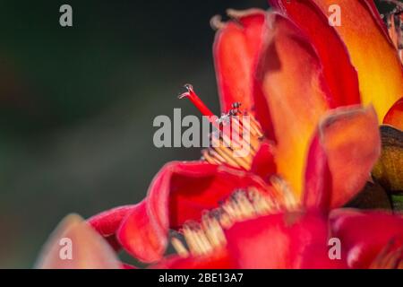 Feuerrote Kapok-Blume in Hongkong Stockfoto