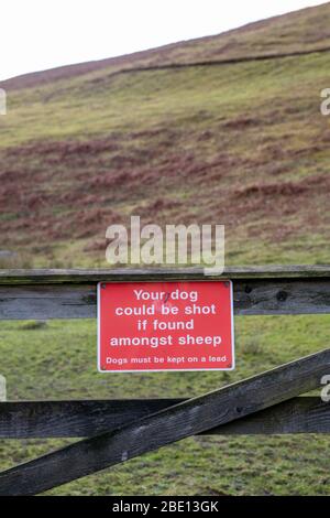 Ihr Hund kann erschossen werden, wenn er unter einem Warnschild für Schafe auf einem Hof gefunden wird. Scottish Borders, Schottland Stockfoto