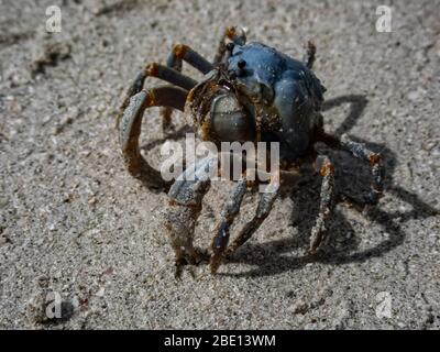 Makroaufnahme einer blauen Soldatenkrabbe (Mictyris longicarpus), die sich mit einer Korkenzieherbewegung in den Sand eingräbt. Stockfoto