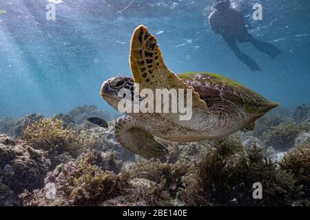 Eine grüne Meeresschildkröte schwimmt am Korallenriff entlang, während ein Tourist von hinten genau beobachtet. Stockfoto