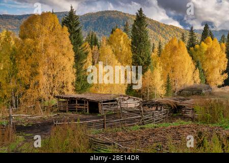 Buntes Herbstlaub am Altay-Berg in Xinjiang, China Stockfoto