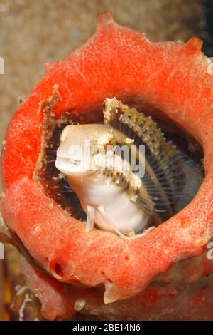 Short Head Fangblenny, auch bekannt als Striped Poison-fang blenny Mimic, Weed blenny und Shorthead Sabretooth blenny, Petroscirtes breviceps. Pemuteran. Stockfoto