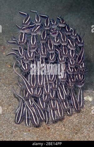 Schule des marinen Korallenwels, Plotosus lineatus. Auch bekannt als Striped Catfish und Striped Eel Catfish. Pemuteran, Bali Stockfoto