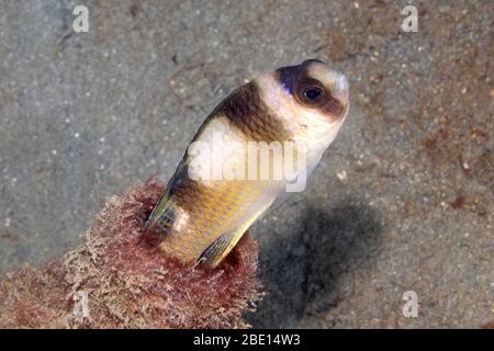 Schwarz gebänderter Demoiselle, Amblypomacentrus breviceps. Der Fisch hat sich in einer weggeworfenen Flasche zu Hause gemacht. Pemuteran, Bali, Indonesien. Bali-See, Stockfoto