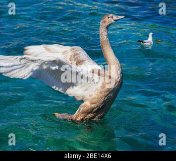 Der schönste braune und weiße Vogel streckt seine Flügel im Wasser im glücklichen Modus Stockfoto