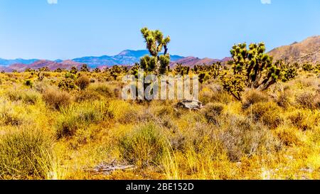 Joshua Bäume in der Halbwüstenlandschaft entlang des Great Basin Highway, Nevada SR 95, zwischen Panaca und Area 51 in Nevada, USA Stockfoto