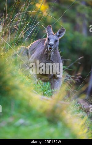 Kanagroo Nahaufnahme am Abend, Kennet River, Great Ocean Road, Australien Stockfoto