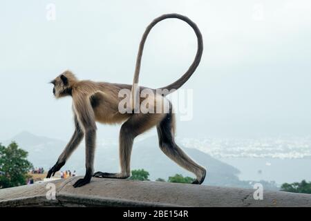 Grauer Langur-Affe in Ranthambore Fort in Nordindien Stockfoto