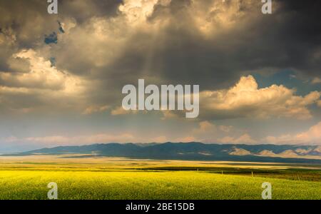 Sonnenstrahlen, die auf dem Feld blühender gelber Rapsblüten leuchten Stockfoto