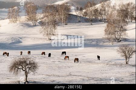 Herde von Pferden in den kalten gefrorenen Schneefeldern Stockfoto