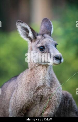 Nahaufnahme eines Kanagroo im Kennet River, Australien Stockfoto