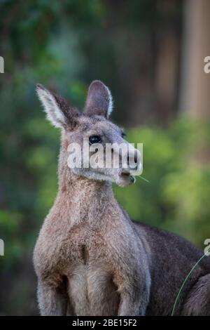 Nahaufnahme eines Kanagroo im Kennet River, Australien Stockfoto