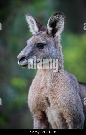 Nahaufnahme eines Kanagroo im Kennet River, Australien Stockfoto