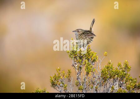 Gestreikter Feldwrene Calamanthus fuliginosus Cradle Mountain National Park, Tasmanien, Australien 19. November 2019 Erwachsene Maluridae Stockfoto