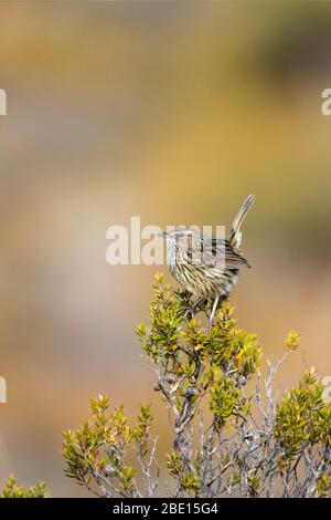 Gestreikter Feldwrene Calamanthus fuliginosus Cradle Mountain National Park, Tasmanien, Australien 19. November 2019 Erwachsene Maluridae Stockfoto