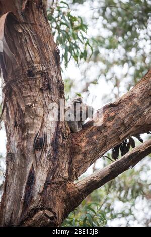 Wilder Koala nur am Baum, Great Otway National Park, Australien aufwachen Stockfoto