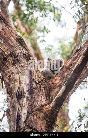 Wilder Koala nur am Baum, Great Otway National Park, Australien aufwachen Stockfoto