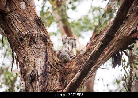 Wilder Koala nur am Baum, Great Otway National Park, Australien aufwachen Stockfoto