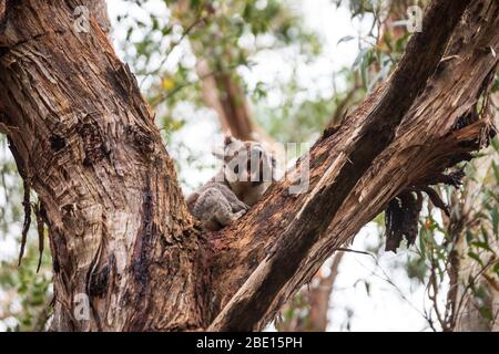 Wilder Koala nur am Baum, Great Otway National Park, Australien aufwachen Stockfoto