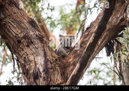 Wilder Koala nur am Baum, Great Otway National Park, Australien aufwachen Stockfoto