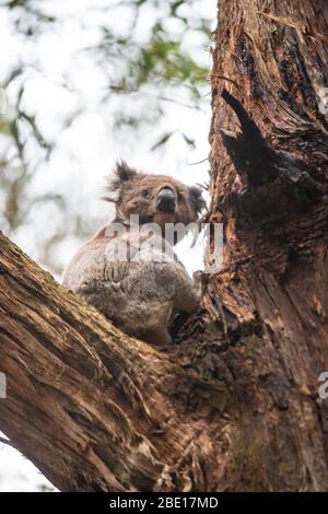 Wilder Koala nur am Baum, Great Otway National Park, Australien aufwachen Stockfoto