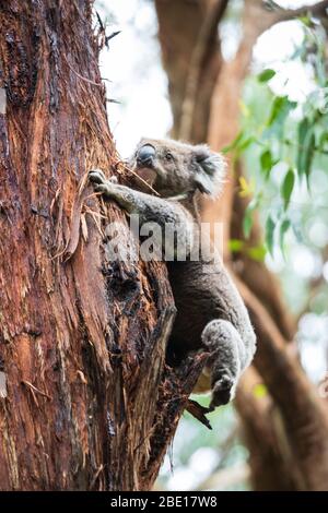 Koala klettert von einem Baum herunter, Great Otway National Park, Australien Stockfoto