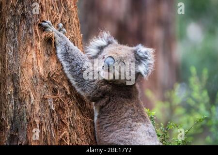 Nahaufnahme eines wilden Koala, Great Otway National Park, Australien Stockfoto