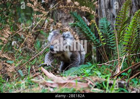 Wild Koala auf dem Boden, Great Otway National Park, Australien Stockfoto