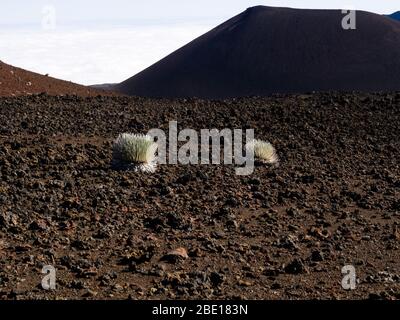 Silverswordpflanzen wachsen im Haleakala Vulkankrater Stockfoto