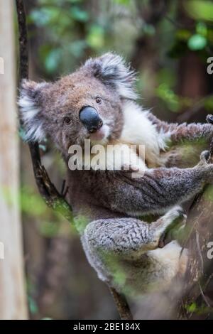 Nahaufnahme eines wilden Koala, Great Otway National Park, Australien Stockfoto