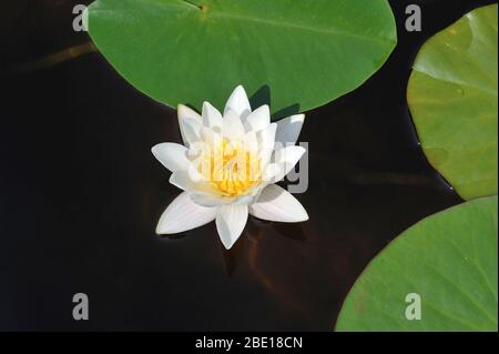Weiße Seerose blühend, Nymphaea alba, von oben Stockfoto