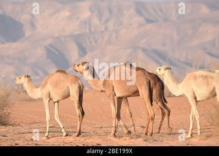 Kamele in der jordanischen Wüste, auf der Suche nach Nahrung. Herde weiden und züchten. Stockfoto