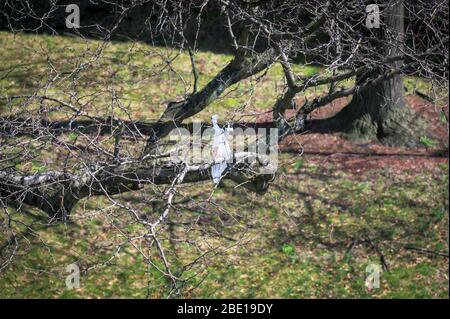 Zerrissene weiße Plastiktüte gefangen in Baumzweigen, die im Wind wehen, Bronx, New York City, NYC, NY Stockfoto