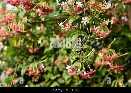 Rot-weiße Blume auf einer Frühlingszeit in indien Stockfoto