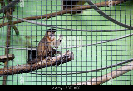 Brauner Kapuzineraffen im Koffer, der Hi-Five gibt. Sapajus nigritus posiert hinter den Bars Stockfoto