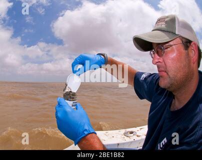 Ein EPA Auftragnehmer unter Sedimentproben im Golf von Mexiko während der Bereinigung der BP Oil Spill im Jahr 2010 Stockfoto