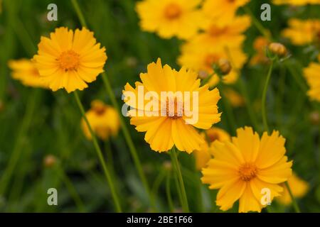 Schöne gelbe Gänseblümchen in einer Wiese ganz nah. Blumen Stockfoto