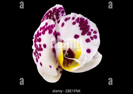 Extreme Nahaufnahme der rosafarbenen Phalaenopsis oder Moth-Orchidee aus isoliert auf Schwarz Stockfoto