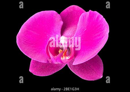 Extreme Nahaufnahme von violetter Phalaenopsis oder Moth-Orchidee aus isoliert auf Schwarz Stockfoto