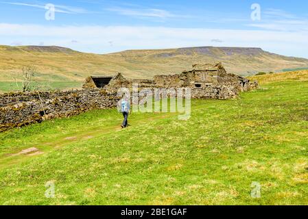 Walker vorbei an Ruinen von High Dyke auf dem High Way oberhalb Mallerstang Tal, Cumbria, mit Wildschwein fiel hinter. Stockfoto