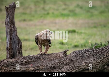 Single Tawny Eagle hoch oben auf einem Baumstamm in Masai Mara, Kenia Stockfoto