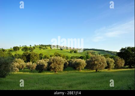 Italien, Basilikata, Sant'Arcangelo, Olivenhain und Weizenfelder Stockfoto