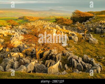 Gebrochener Kalksteinpflaster bei Newbiggin Crags auf Farleton Fell, Cumbria, mit Ingleborough in der Ferne Stockfoto