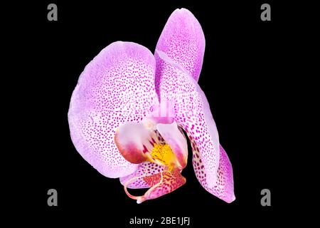 Extreme Nahaufnahme der rosafarbenen Phalaenopsis oder Moth-Orchidee aus isoliert auf Schwarz Stockfoto