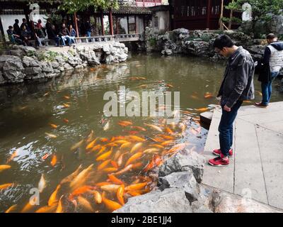 Shanghai, China - 20. März 2016: Dekorative Fische in einem Teich des Yuyuan-Gartens Stockfoto