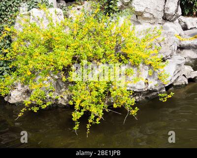 Forsythia Pflanze wächst auf einem Felsen in der Nähe von Wasser in chinesischen Garten Stockfoto