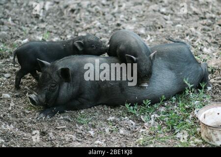 Vietnamesisches schwarzes Schwein mit Bast. Herbivore Schweine. Stockfoto
