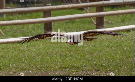 Geier fliegt Stockfoto