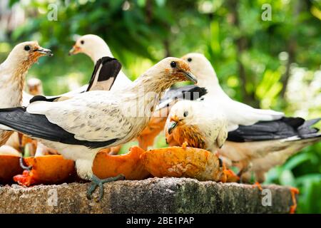 Eine Menge Tauben, die Papaya in einer Krippe essen. Vogelbeobachtung. Stockfoto